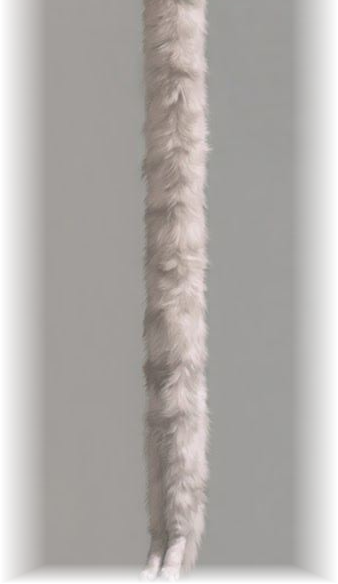 the feet of longcat. the end.