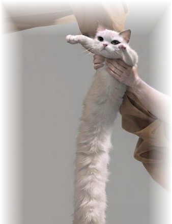 the head of longcat, held respectfully